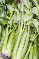 bundle of celery