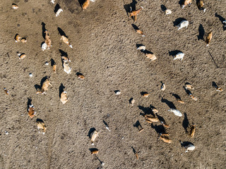 Aerial view of a herd of cattle in the afternoon sun