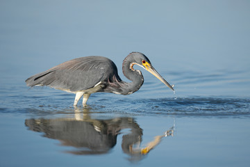 Tricolored Heron