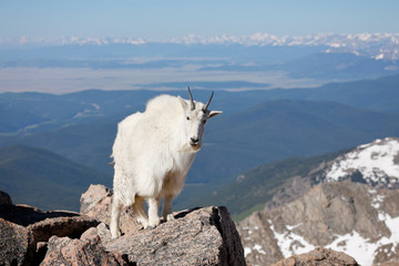 Mountain Goat