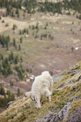 Fototapeta premium Mountain Goat
