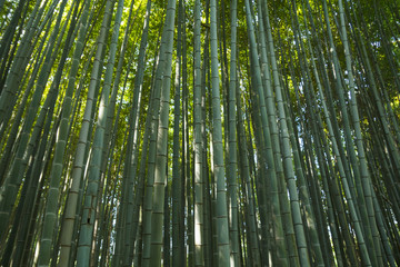 Naklejka premium Bamboo forest at Kyoto, Japan
