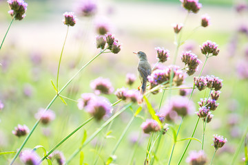 Fototapeta premium The ferruginous flycatcher (Muscicapa ferruginea) is a species of bird in the family Muscicapidae. It is found in Asia.