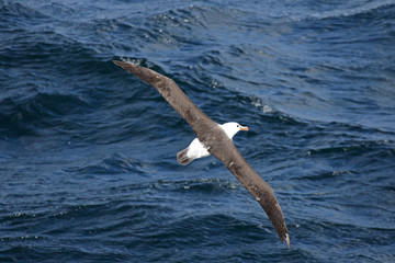 Black-browed Albatross above the surf. Cape Horn, Antarctica. Blue ocean background. South America