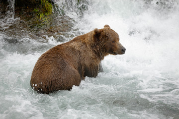 Brown Bear