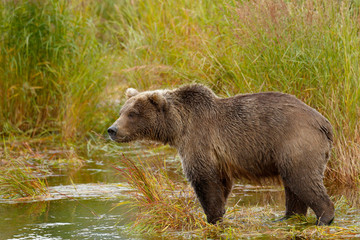 Brown Bear