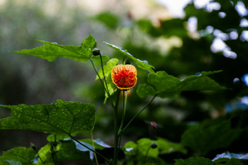 Orange and yellow flower