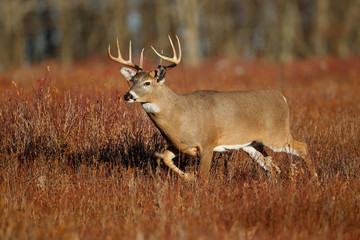White-tailed Deer
