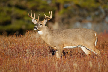 White-tailed Deer