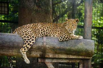 Leopard resting