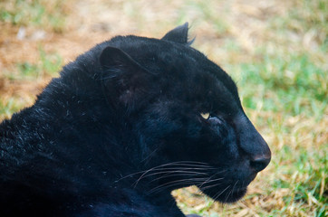 Panther close up