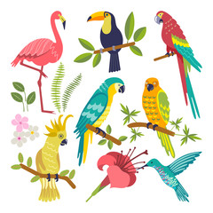 set of tropical birds