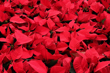 begonia