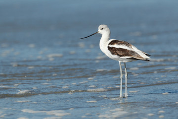 American Avocet
