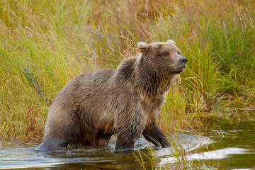 Obraz premium Brown Bear