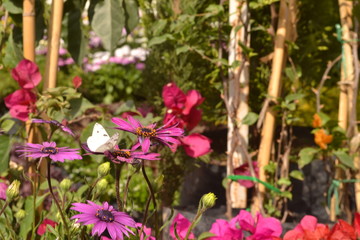 Mariposa blanca posada en una flor margarita de color morado