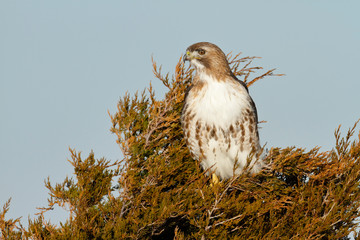 Red-tailed Hawk