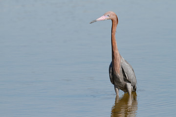Reddish Egret