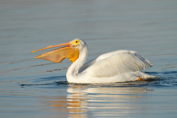 White Pelican
