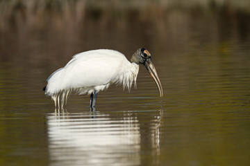 Wood Stork