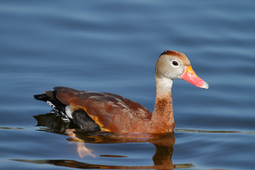 Black-bellied Whistling-Duck