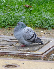 Pigeon resting on the ground
