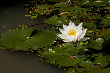 Water lily on leaves in lake