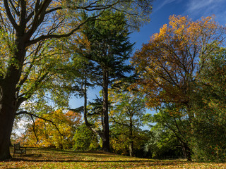 Autumn landscape in a London park with trees and blue sky