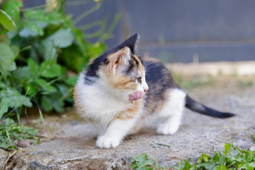 Cute Kitten licking her face outdoor at Summer. Small Cat Sitting In Grass.