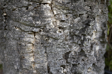 Quercus suber bark