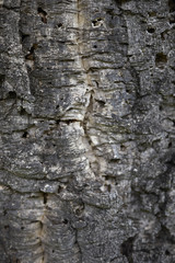 Quercus suber bark