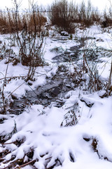 Picture of snowy field with dry grass and shrubs