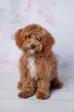 Redhead Bichon Poodle