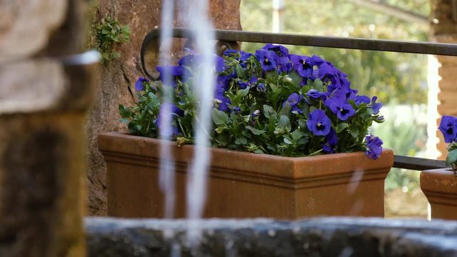 Fiori primaverili in un vaso con acqua