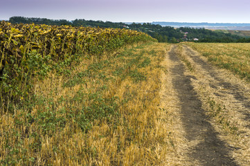 Fototapeta na wymiar Late summer on the fields of Moldavia