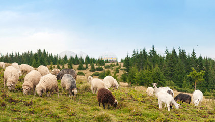 Panorama of landscape with herd of sheep graze on green pasture in the mountains. Young white and brown sheep graze on the farm.
