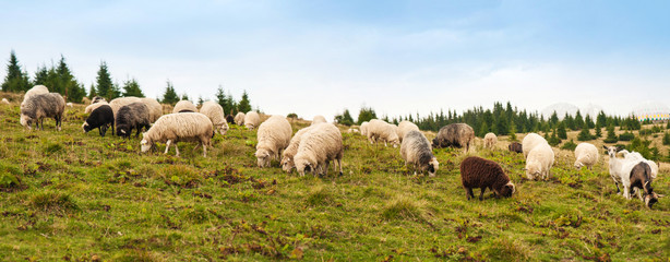 Panorama of landscape with herd of sheep graze on green pasture in the mountains. Young white and brown sheep graze on the farm.