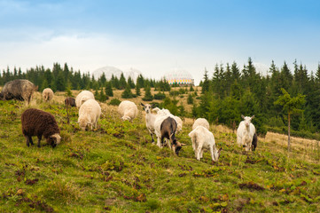 Fototapeta premium Picture of landscape with herd of sheep and goats graze on green pasture in the mountains. Young white and brown sheep graze on the farm.
