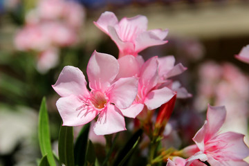 Fototapeta na wymiar Pink Efflorescence