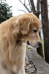 golden retriever dog