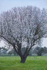 Obraz premium Tree bloomed in february in Salento - Italy 
