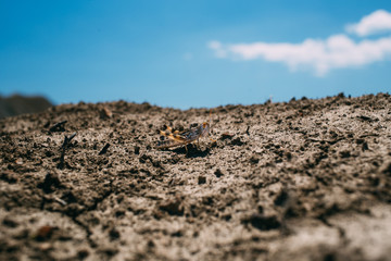 Grasshopper closeup