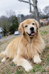 golden retriever dog