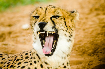 Cheetah (Acinonyx jubatus)