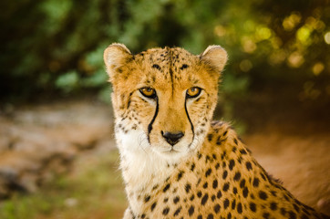 Cheetah (Acinonyx jubatus)