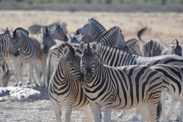 Fototapeta na wymiar Zebras in Namibia - Afrika