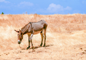 Skiny donkey under the sun at the fields a hot day