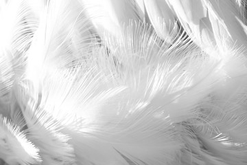 White flamingo feather. Gentle soft nature background
