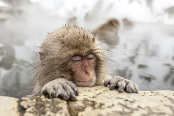 Cute snow monkey sleeping in a hot spring at Jigokudani Yaen-Koen (Wild Snow Monkey Park), Nagano Prefecture, Japan.
