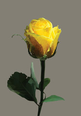 Rose yellow 